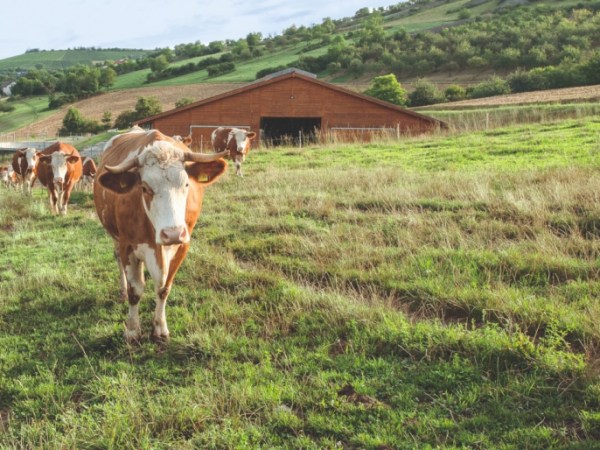 Aan onze collega-boeren