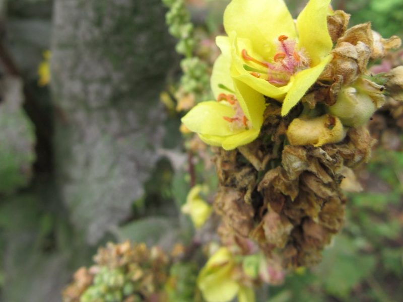 Inspiratie in Tao-tuin